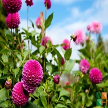 Tranh dán tường Hàn Quốc 3d khổ lớn tại Hà Nội NA - 311